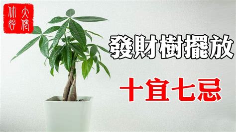 發財樹開花 風水|發財樹花：招財最佳選擇